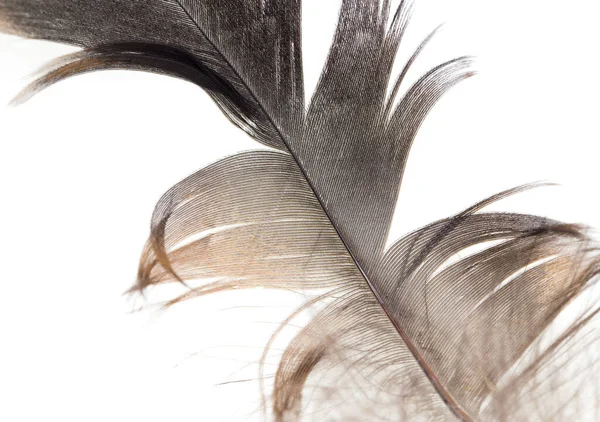 白色背景的漂亮羽毛 抽象纹理的照片 — 图库照片