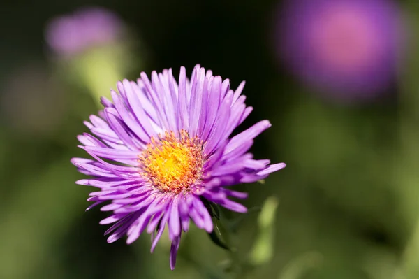 Fialový Květ Přírodě Parku Přírodě — Stock fotografie