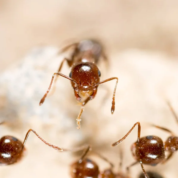 Hormiga Suelo Macro Parque Naturaleza — Foto de Stock