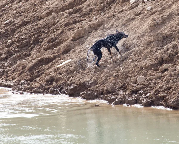 Hunden Simmar Över Floden Parken Naturen — Stockfoto