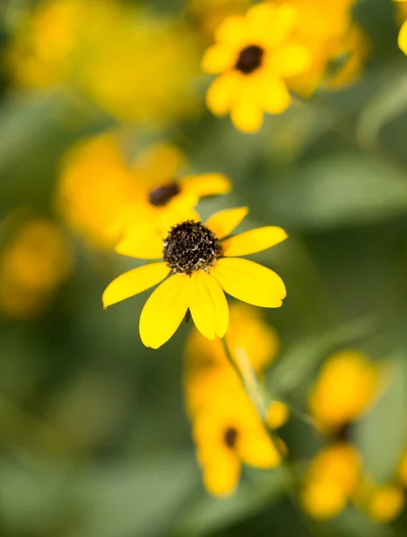 Krásná Žlutá Květina Přírodě Parku Přírodě — Stock fotografie