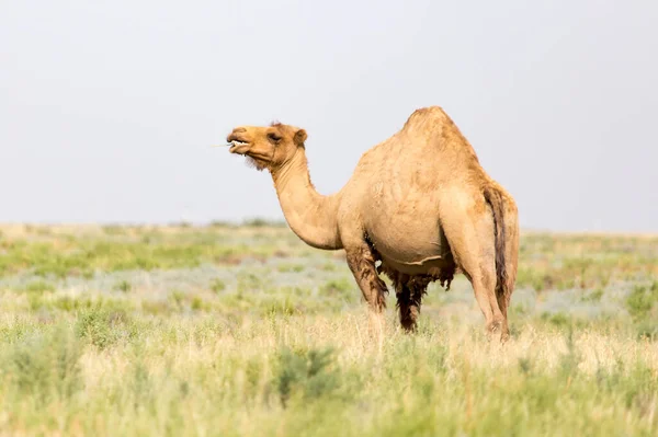 Porträt Eines Kamels Der Natur Park Der Natur — Stockfoto