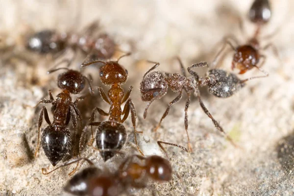 Ant Ground Macro Park Nature — Stock Photo, Image