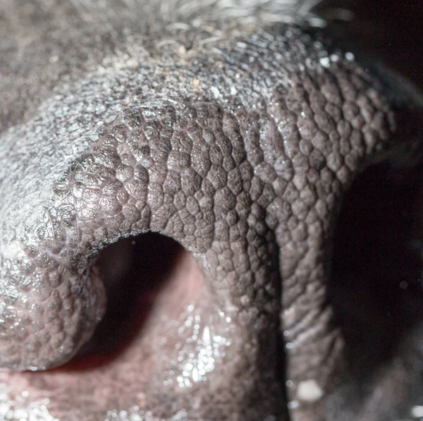 Bellissimo Naso Cane Nero Macro Nel Parco Nella Natura — Foto Stock