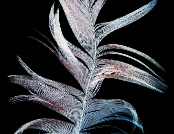 Перо Черном Фоне Фотография Абстрактной Текстуры — стоковое фото