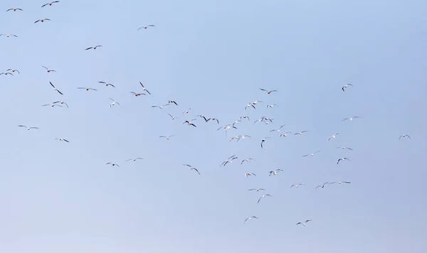 Ένα Σμήνος Από Γλάρους Πτήσει Στο Πάρκο Στη Φύση — Φωτογραφία Αρχείου