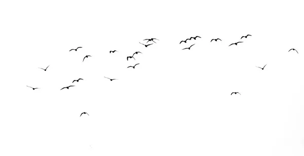 Silhouette Einer Vogelschar Auf Weißem Hintergrund — Stockfoto