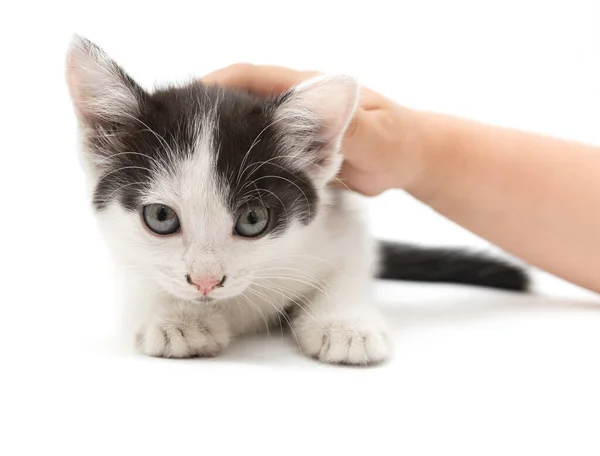 Doninha Gatinho Mão Fundo Branco — Fotografia de Stock