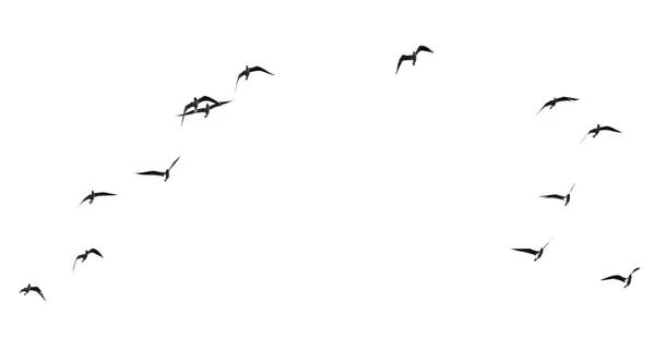 Silhuett Flock Fåglar Vit Bakgrund — Stockfoto