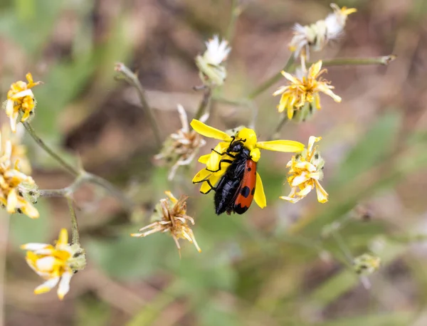 Scarabeo Rosso Sulla Natura Macro Nel Parco Nella Natura — Foto Stock