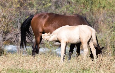 Sonbaharda otlakta at sürüsü .