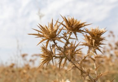 Gökyüzüne karşı kuru dikenli çimenler. Doğadaki parkta.