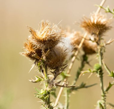 Doğada dikenli bitki. Doğadaki parkta.