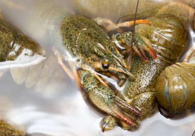 Arka plan olarak suda yaşayan kerevit .