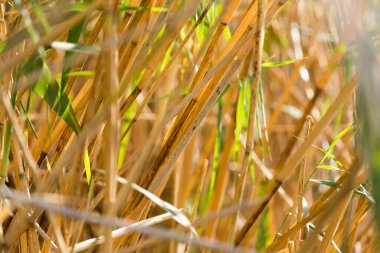 Sonbaharda açık havada. Doğadaki parkta.
