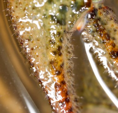 Arkaplan olarak kerevit. Makro. Doğadaki parkta.