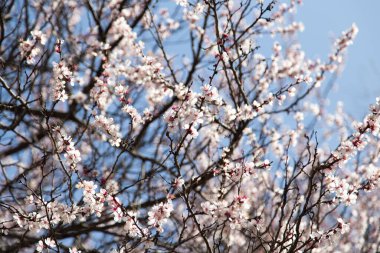 Mavi gökyüzüne karşı ağaçtaki çiçekler .