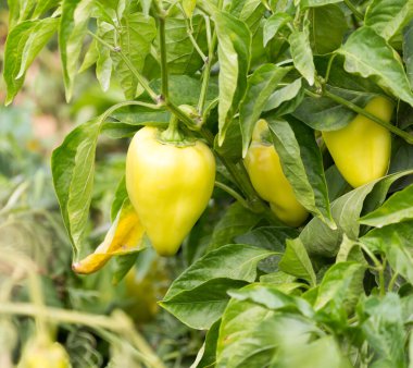 Bahçede kırmızı biber. Doğadaki parkta.