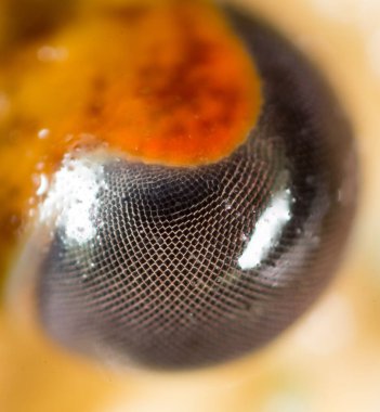 Kerevit, yakın çekim gözler. Doğadaki parkta.