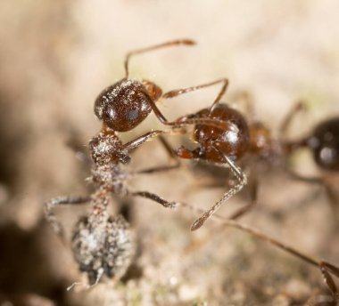 Karınca yerde. Makro. Doğadaki parkta.