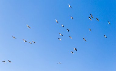 Mavi gökyüzüne karşı bir martı sürüsü .