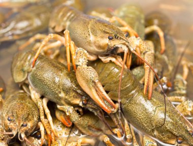 Arka plan olarak suda yaşayan kerevit .