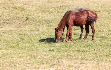 Sonbaharda doğadaki kırmızı at. Doğadaki parkta.
