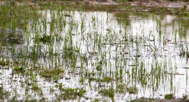 Günbatımında sudaki çimenler. Doğadaki parkta.