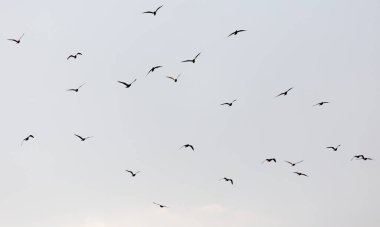 Gün batımında gökyüzünde bir martı sürüsü .