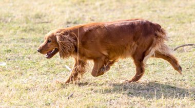 Kırmızı köpek doğada. Doğadaki parkta.