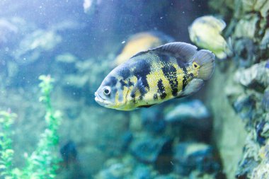 Akvaryumdaki güzel balıklar. Doğadaki parkta.