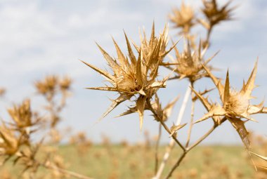 Gökyüzüne karşı kuru dikenli çimenler. Doğadaki parkta.