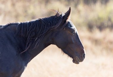 Sonbaharda otlakta bir at .