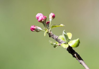 Doğadaki elma ağacında güzel çiçekler .