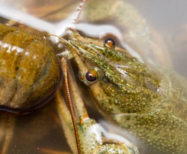 Arka plan olarak suda yaşayan kerevit .