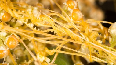 Sarı bitki paraziti. Doğadaki parkta.