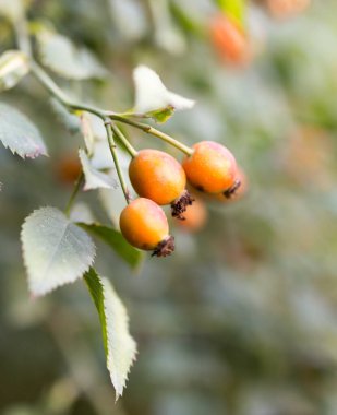 Doğada güllük gülistanlık. Doğadaki parkta.