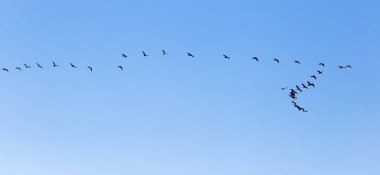Mavi gökyüzünde güneye uçan bir kuş sürüsü. .