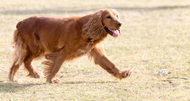 Kırmızı köpek doğada. Doğadaki parkta.