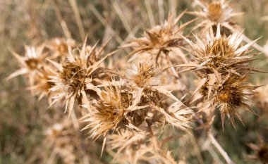 Kuru, dikenli çimenler. Doğadaki parkta.
