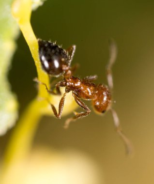 Doğadaki karınca. Makro. Doğadaki parkta.