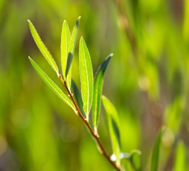 yeşil yapraklar doğada bir dalda .