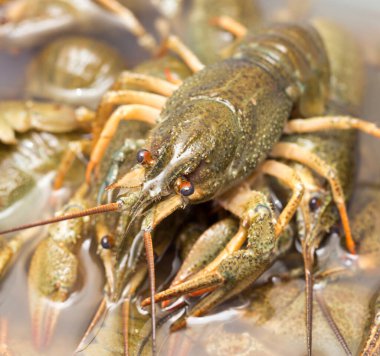 Arka plan olarak suda yaşayan kerevit .