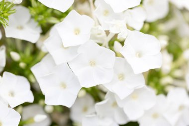 Doğadaki güzel beyaz çiçek. Doğadaki parkta.