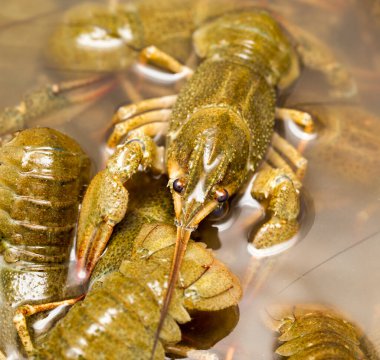 Arka plan olarak suda yaşayan kerevit .