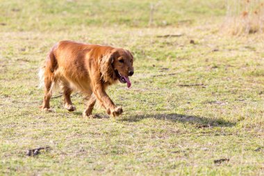 Kırmızı köpek doğada. Doğadaki parkta.