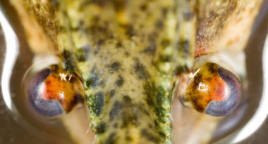 Kerevit, yakın çekim gözler. Doğadaki parkta.