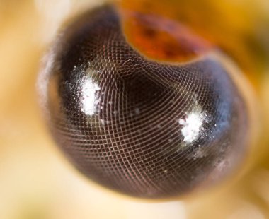 Kerevit, yakın çekim gözler. Doğadaki parkta.