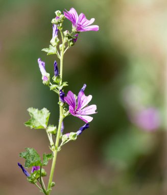 Doğada güzel mor bir çiçek. Doğadaki parkta.
