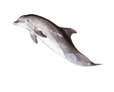 Beyaz arka planda bir yunus. Doğadaki parkta.